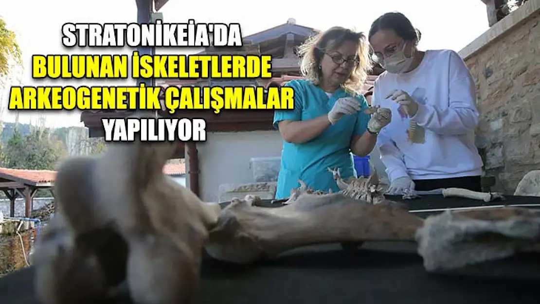 Stratonikeia'da bulunan iskeletlerde arkeogenetik çalışmalar yapılıyor