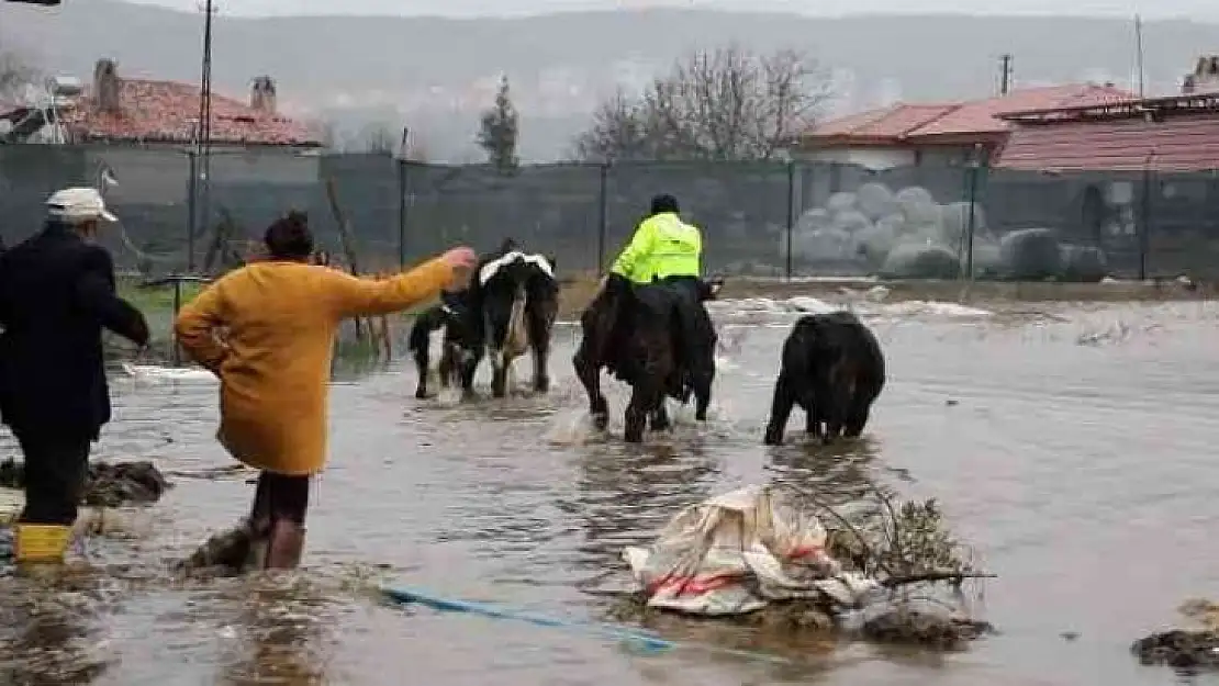 Su taşkınında ahırda mahsur kalan havyanlar kurtarıldı