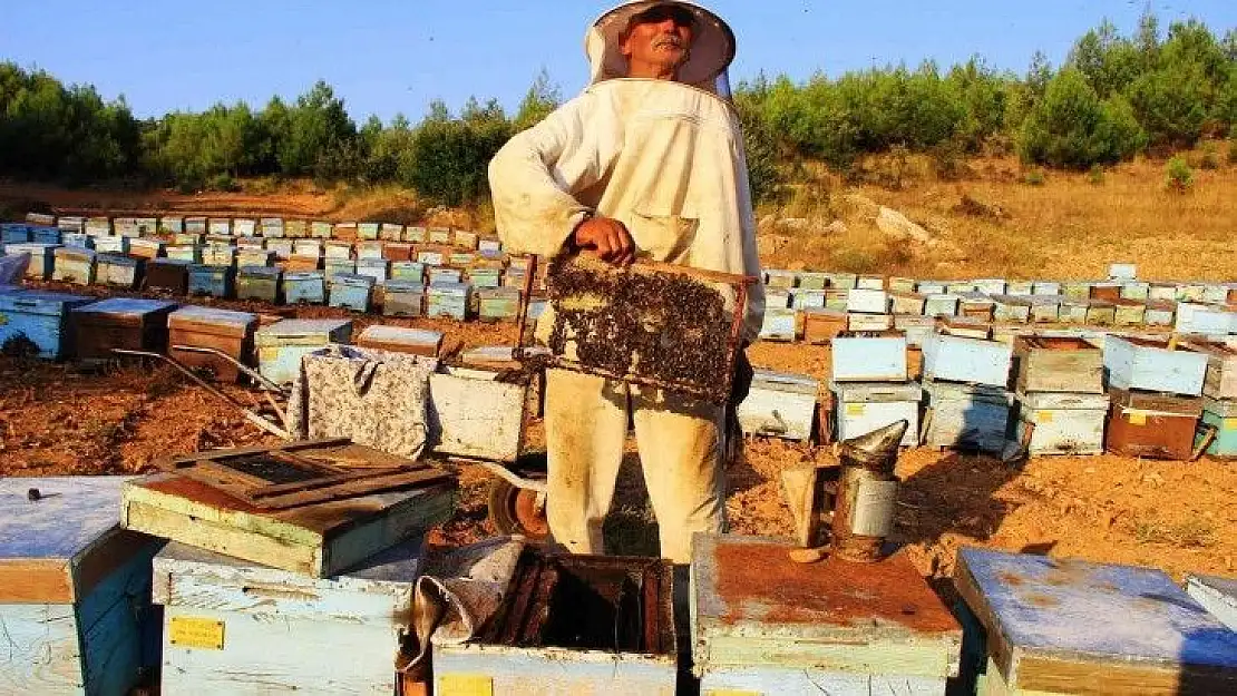 TAB Başkanı Ziya Şahin: 'Arı yoksa tarım çöker'