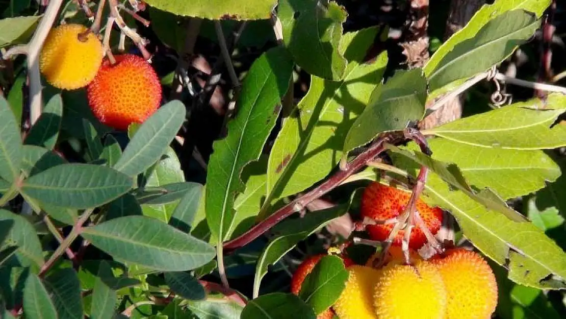 Tabiattaki binlerce yıllık şifa iksirleri