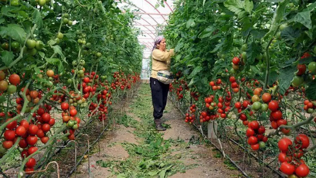 Tarımsal desteklemede münavebe şartı