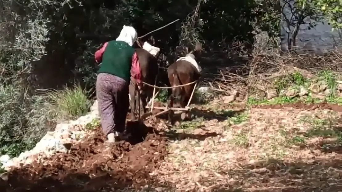 Tarlalarını eşekle sürüyorlar