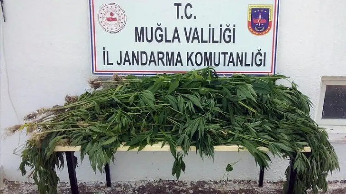 Tarlasına ürün yerine kenevir ekti