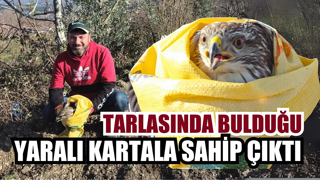 Tarlasında bulduğu yaralı kartala sahip çıktı