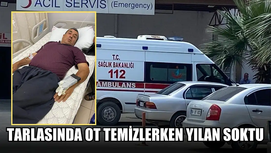 Tarlasında ot temizlerken yılan soktu