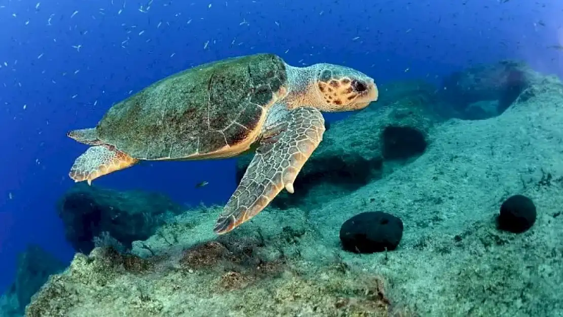 Tatilcilere Caretta Uyarısı