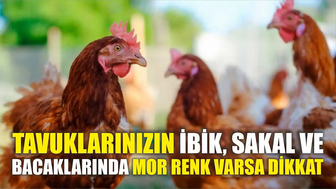 Tavuklarınızın ibik, sakal ve bacaklarında mor renk varsa dikkat