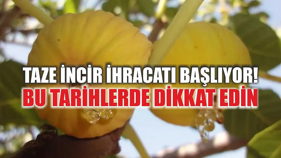 Taze İncir İhracatı Başlıyor! Bu Tarihlerde Dikkat Edin