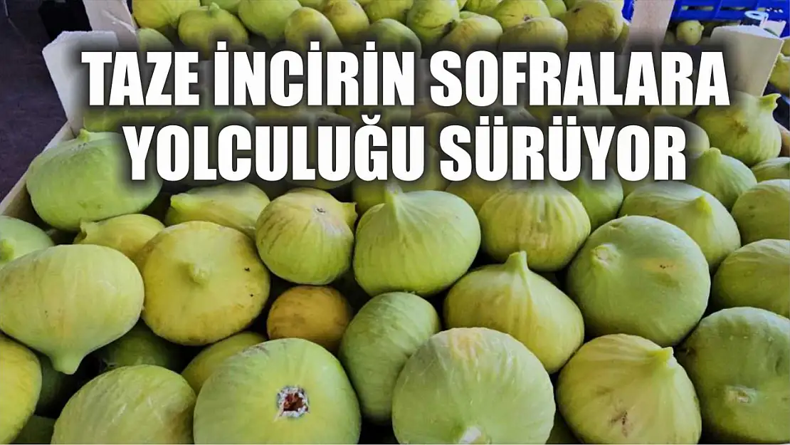 Taze incirin sofralara yolculuğu sürüyor