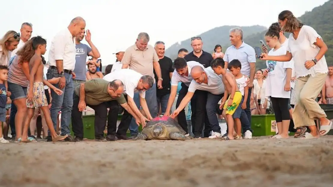 Tedavi edilen 8 kaplumbağa, denize bırakıldı