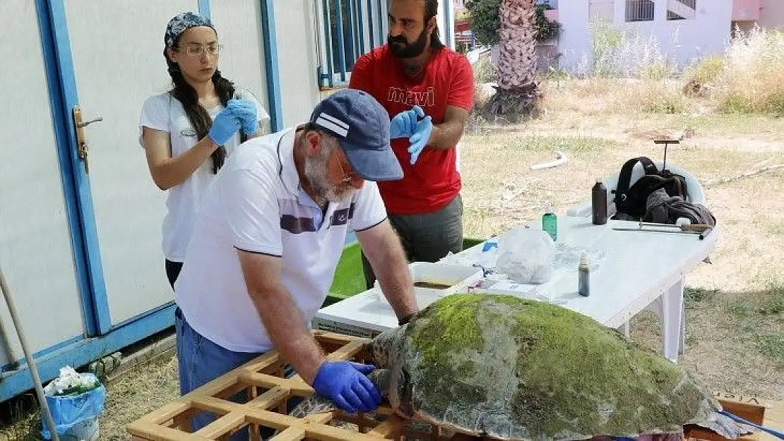 Tedavisi tamamlanan caretta caretta denize bırakıldı