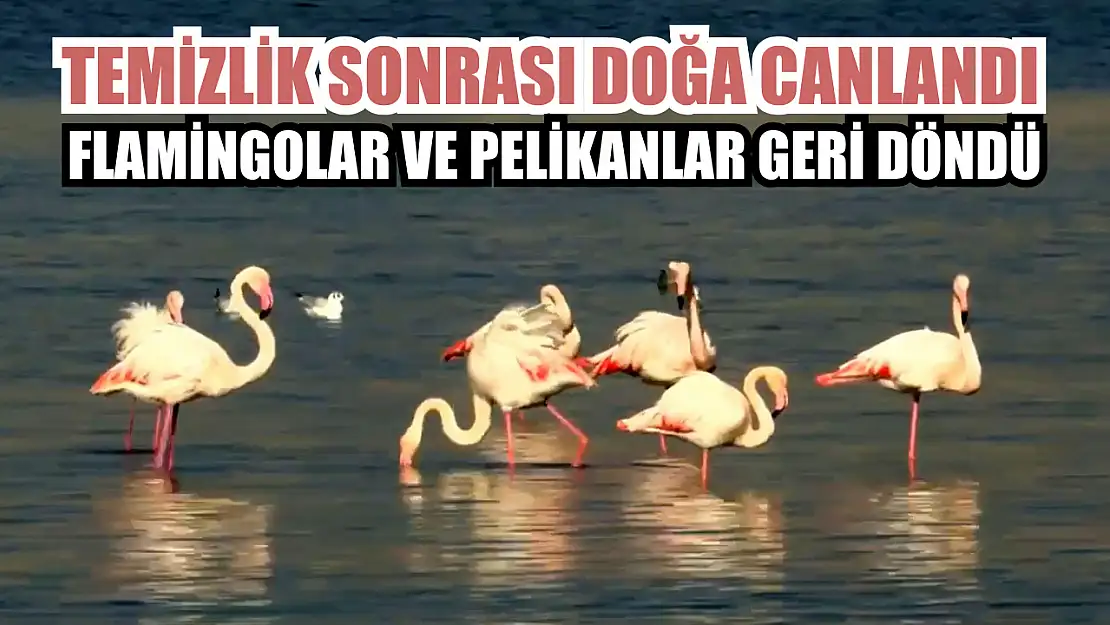 Temizlik sonrası doğa canlandı, flamingolar ve pelikanlar geri döndü