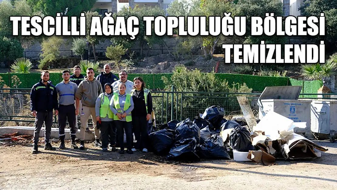 Tescilli Ağaç Topluluğu bölgesi temizlendi