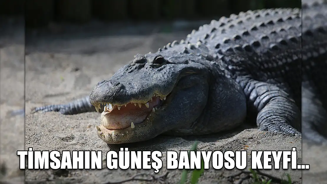 Timsahın güneş banyosu keyfi...