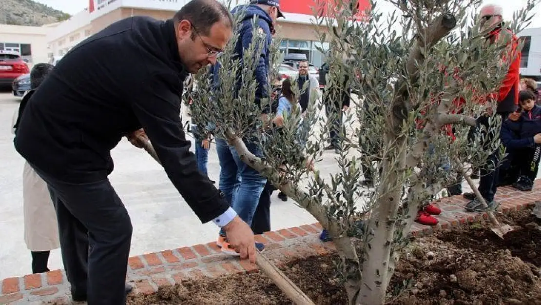 Totemin yerini zeytin ağaçları aldı