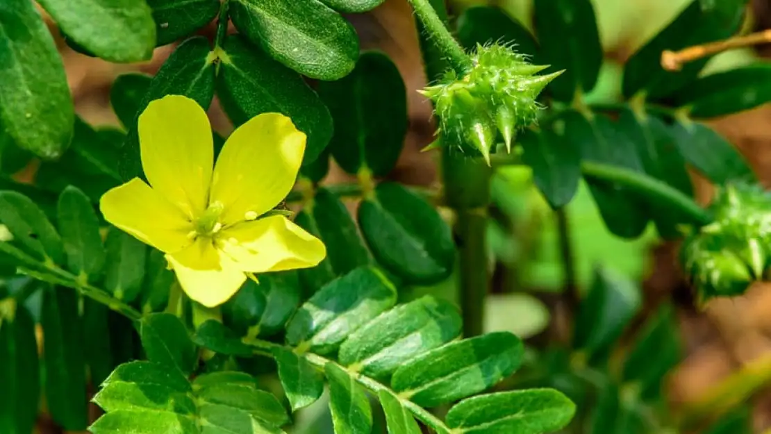 Tribulus Nedir, Ne İşe Yarar?