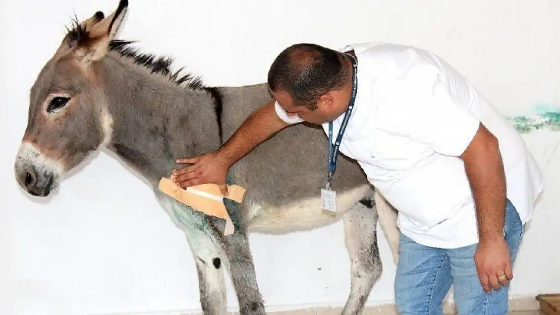 Tüfekle vurulan eşek bakım evinin maskotu olacak