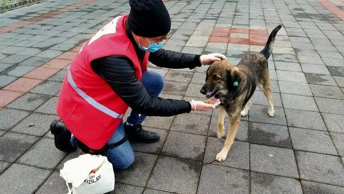 Türk Kızılayı'ndan Sokak Hayvanlarına Mama Desteği