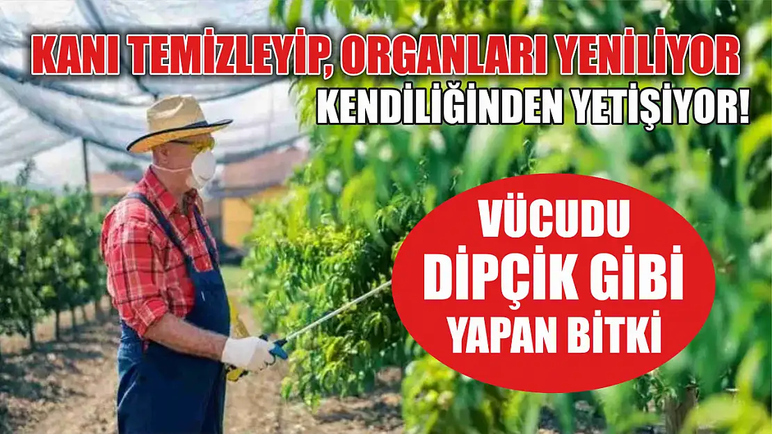 Türkiye'de kendiliğinden yetişiyor ! Kanı temizleyip, organları yeniliyor: Vücudu dipçik gibi yapan bitki