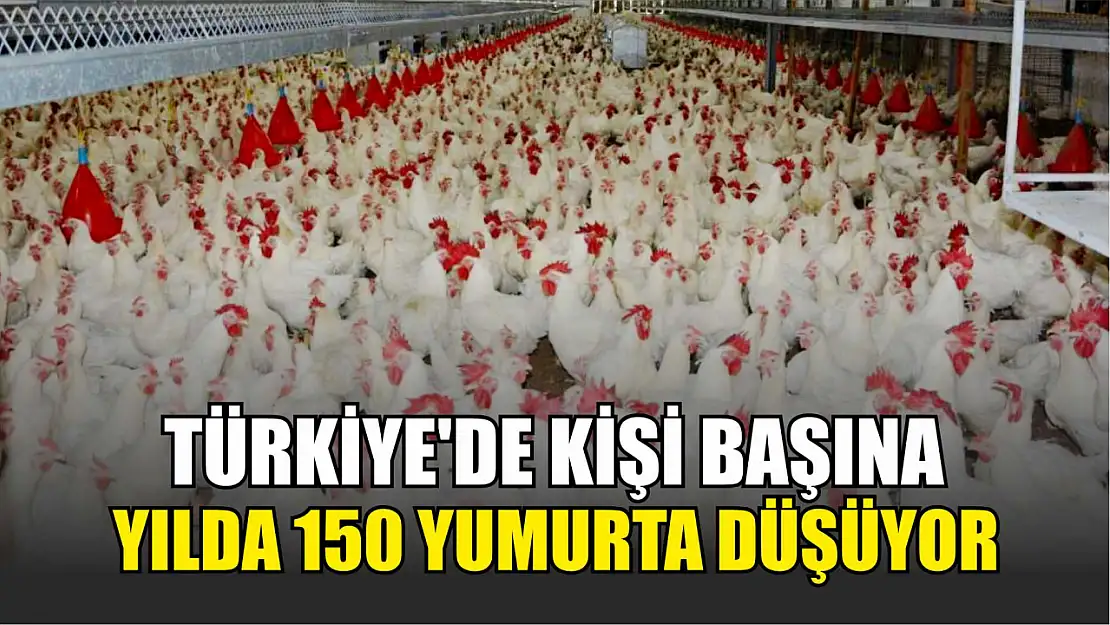 Türkiye'de kişi başına yılda 150 yumurta düşüyor