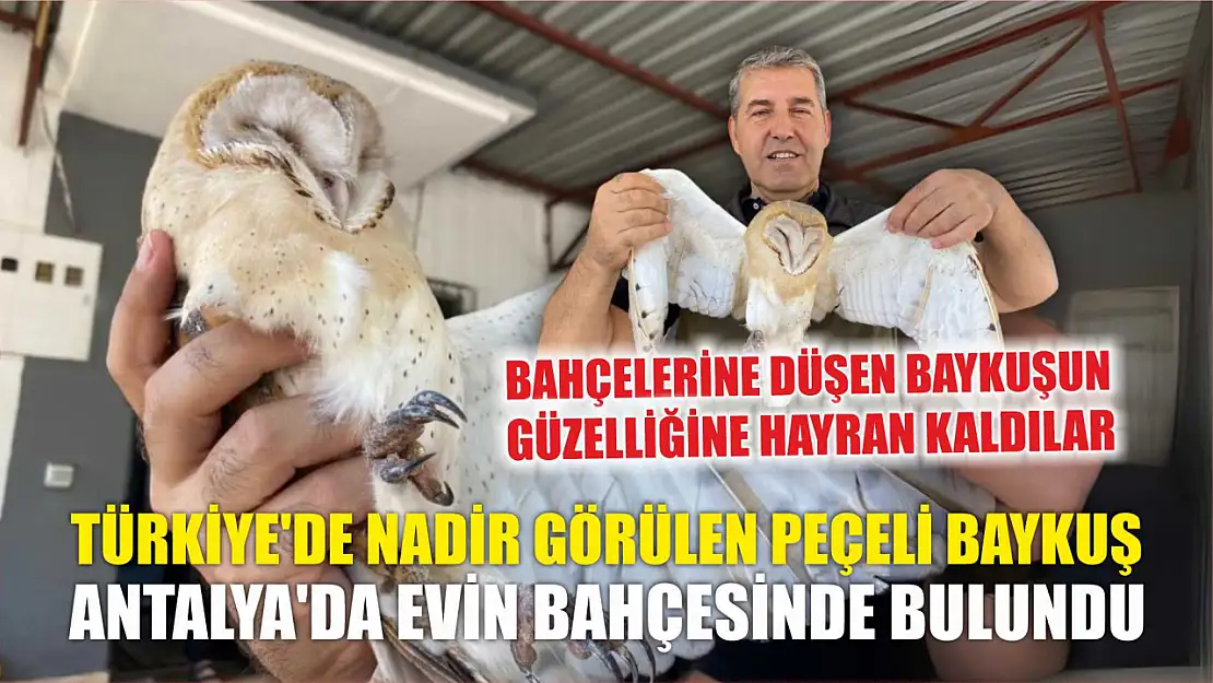Türkiye'de nadir görülen peçeli baykuş, Antalya'da evin bahçesinde bulundu