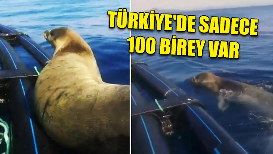 Türkiye'de sadece 100 birey var