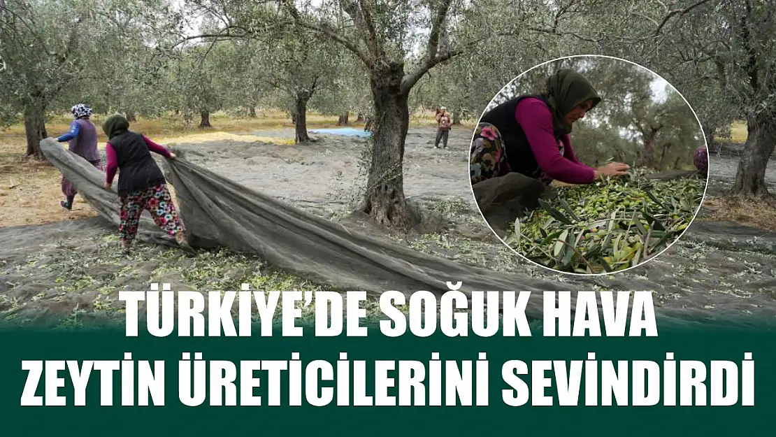 Türkiye'de soğuk hava zeytin üreticilerini sevindirdi