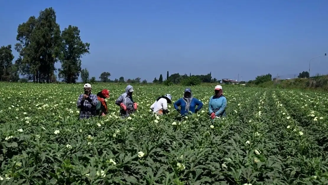 Türkiye'nin bamya üretim merkezinde hasat başladı