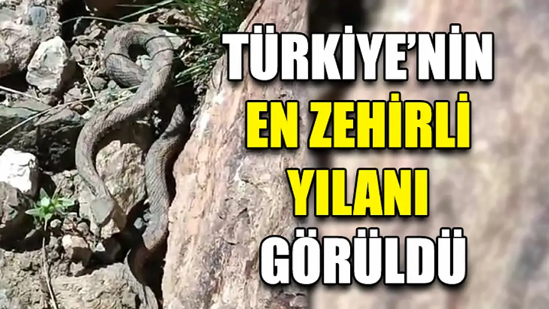 Türkiye'nin En Zehirli Yılanı Görüldü