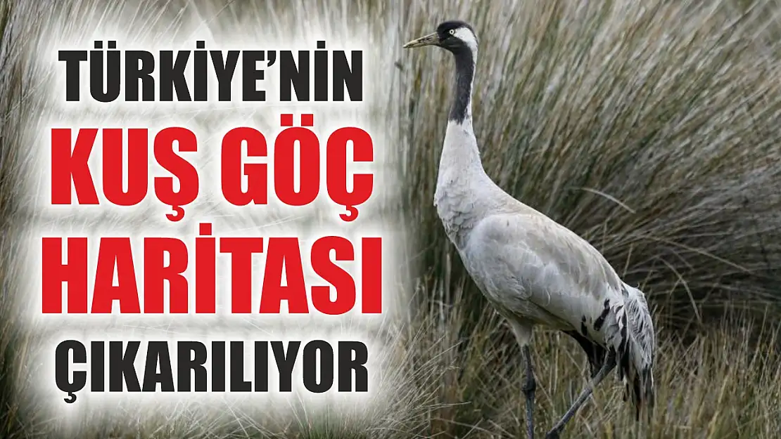 Türkiye'nin Kuş Göç Haritası Çıkarılıyor