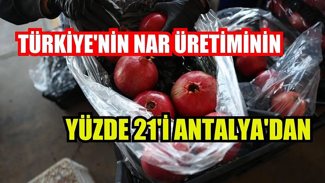 Türkiye'nin nar üretiminin yüzde 21'i Antalya'dan