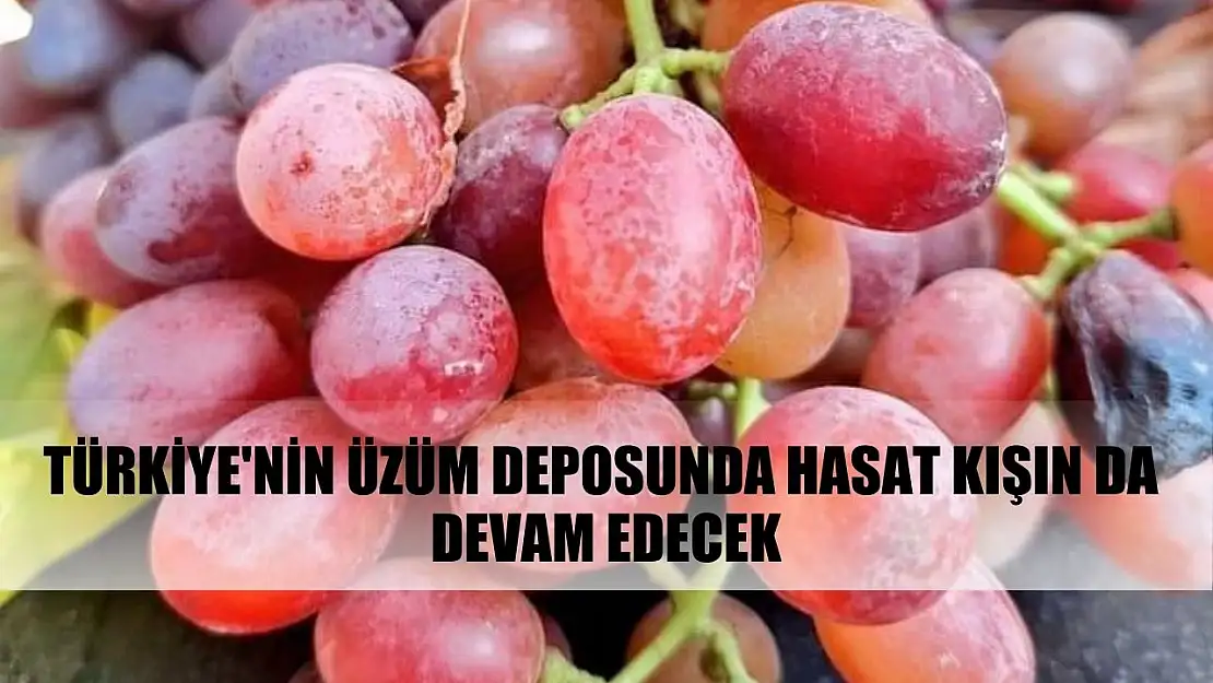 Türkiye'nin üzüm deposunda hasat kışın da devam edecek