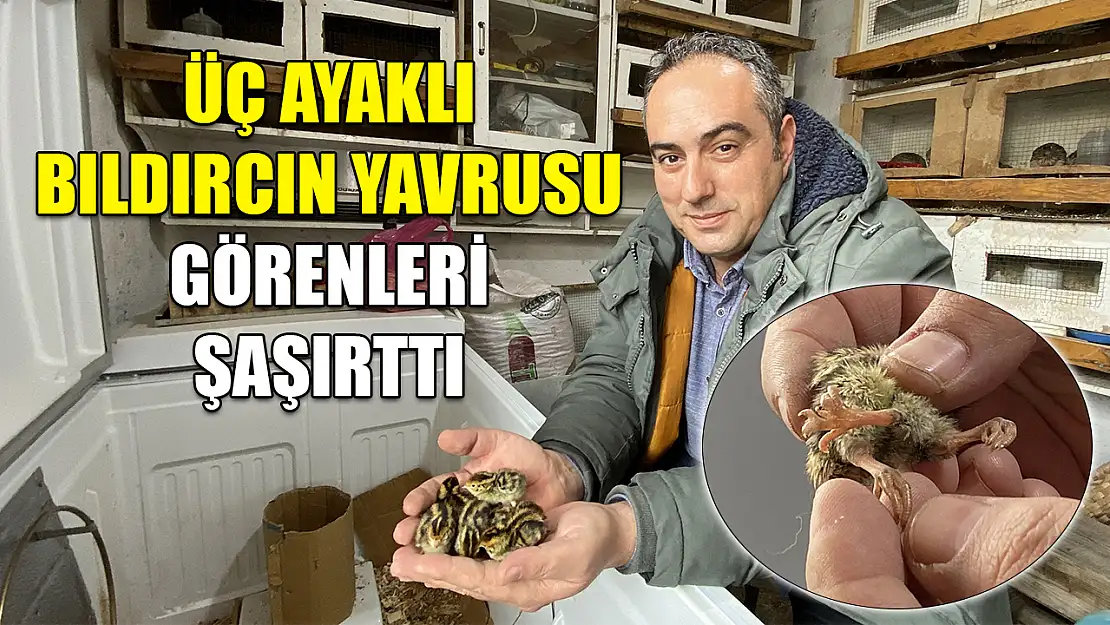 Üç ayaklı bıldırcın yavrusu görenleri şaşırttı