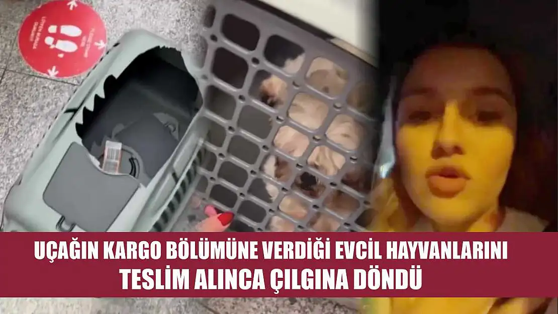 Uçağın kargo bölümüne verdiği evcil hayvanlarını teslim alınca çılgına döndü