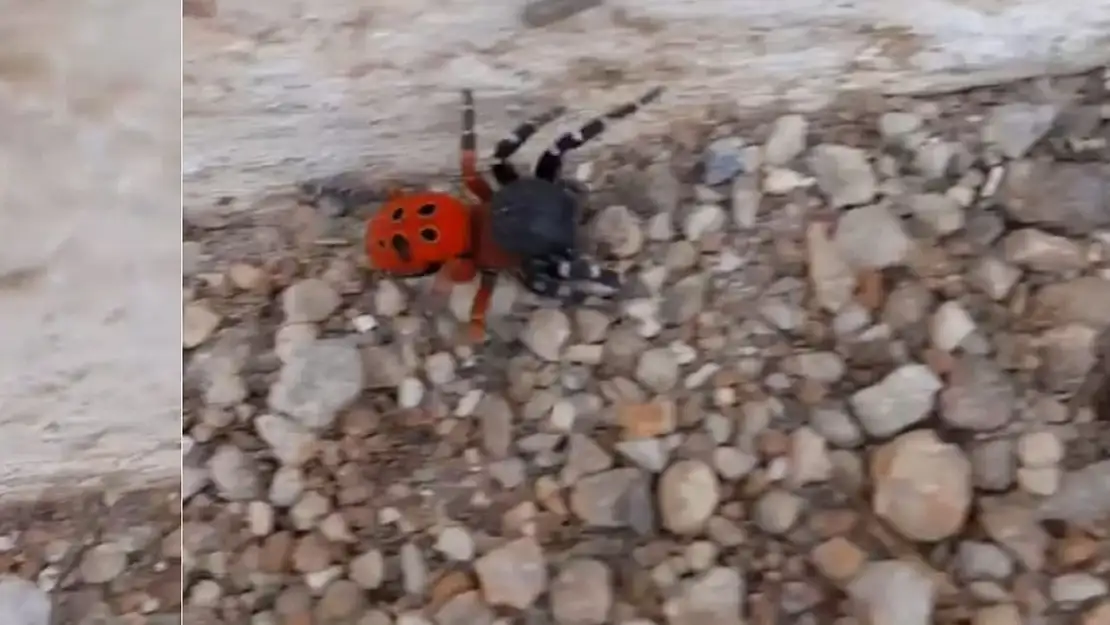 Uğur Böceği Örümceği Menteşe'de Görüldü