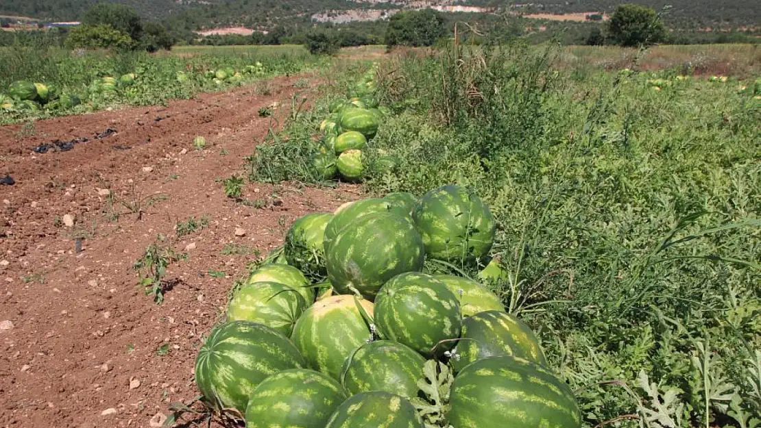 Ukrayna, Almanya ve Polonya'ya karpuz ihracatı