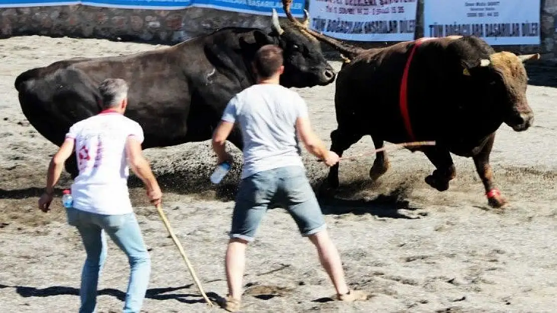 Ula arenasında ilk boğa güreşi