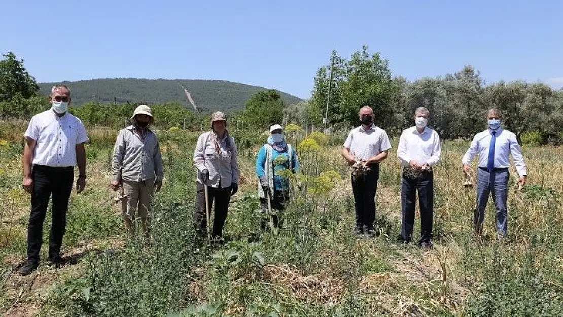 Ula sarımsağında 1500 kg hasat elde edildi