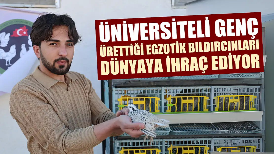 Üniversiteli genç ürettiği egzotik bıldırcınları dünyaya ihraç ediyor