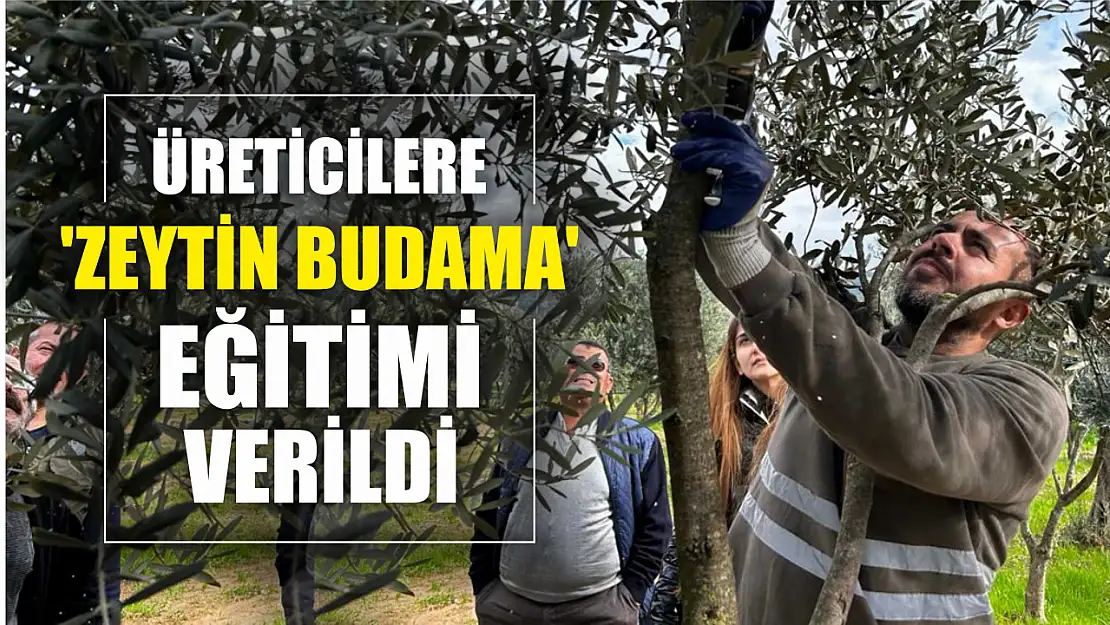 Üreticilere 'Zeytin Budama' eğitimi verildi