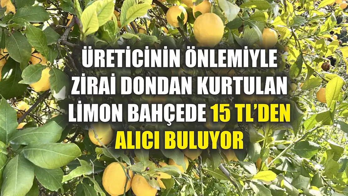 Üreticinin önlemiyle zirai dondan kurtulan limon bahçede 15 TL'den alıcı buluyor