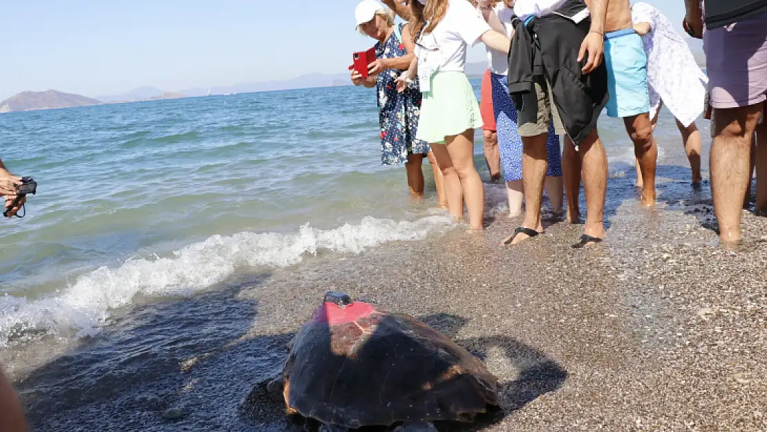 Uydu takip cihazı takılan 2 Caretta Caretta denize bırakıldı