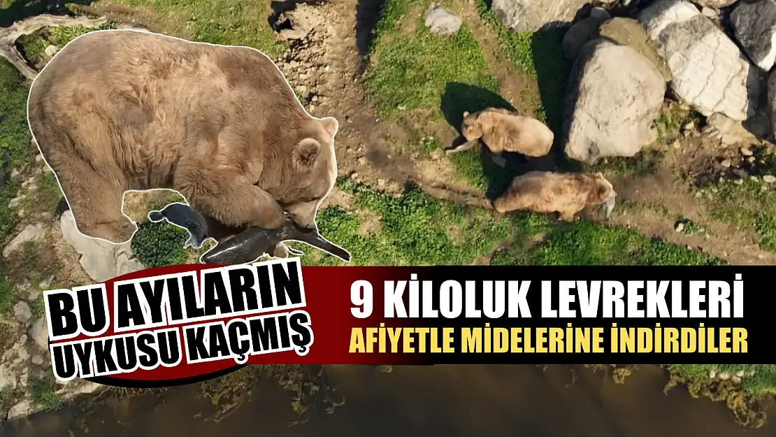 Uykusu kaçan ayılar, 9 kiloluk levrekleri afiyetle midelerine indirdi