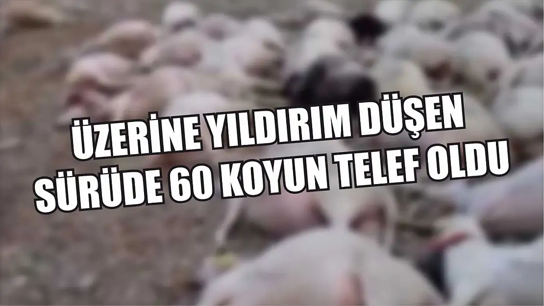 Üzerine yıldırım düşen sürüde 60 koyun telef oldu