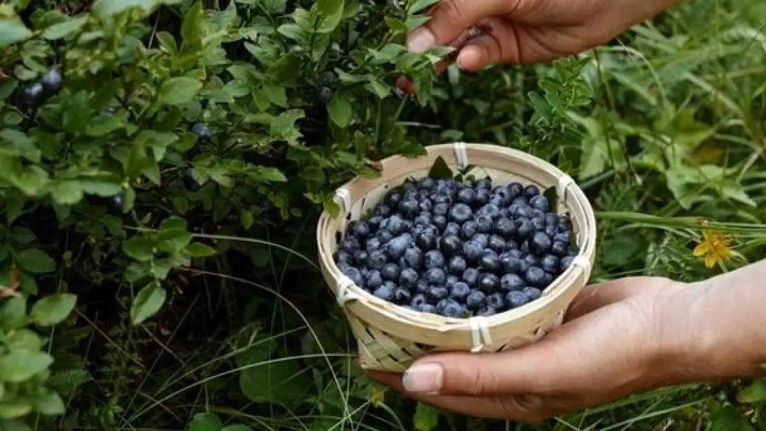 Uzm. Diyetisyen Arsal 'Faydası Saymakla Bitmiyor'