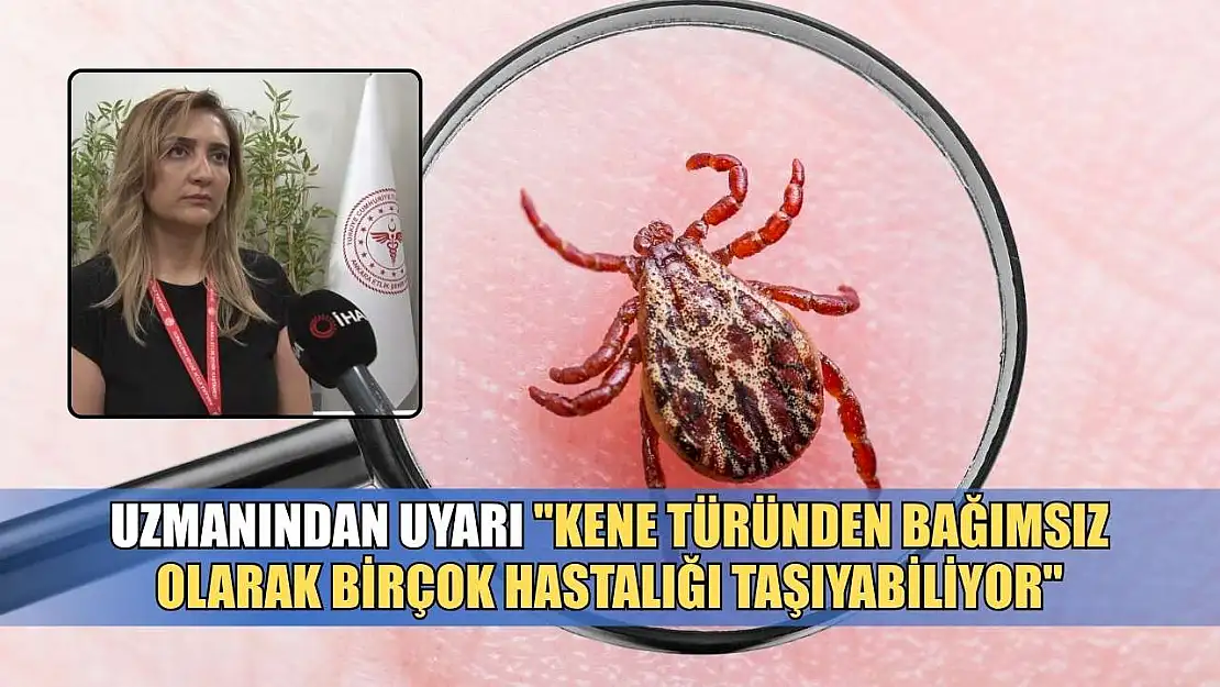 Uzmanından uyarı: 'Kene, türünden bağımsız olarak birçok hastalığı taşıyabiliyor'