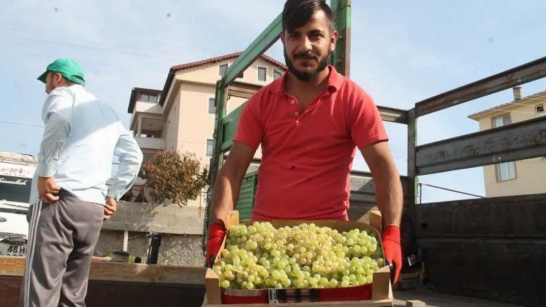 Üzümde masraflar artarken fiyatlar düştü