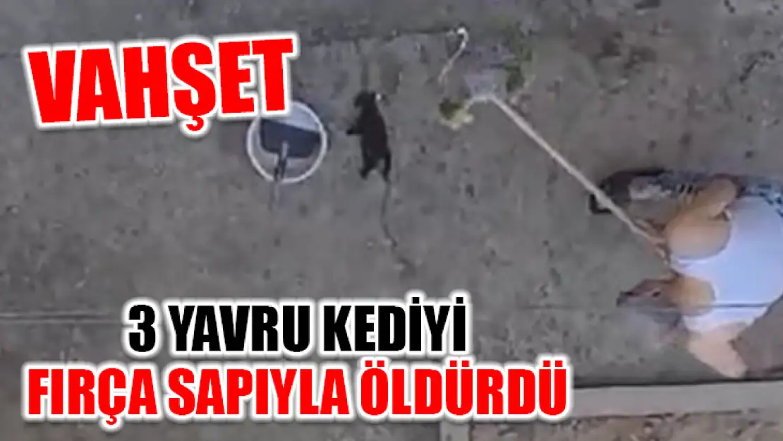 Vahşet: 3 Yavru Kediyi Fırça Sapıyla Öldürdü