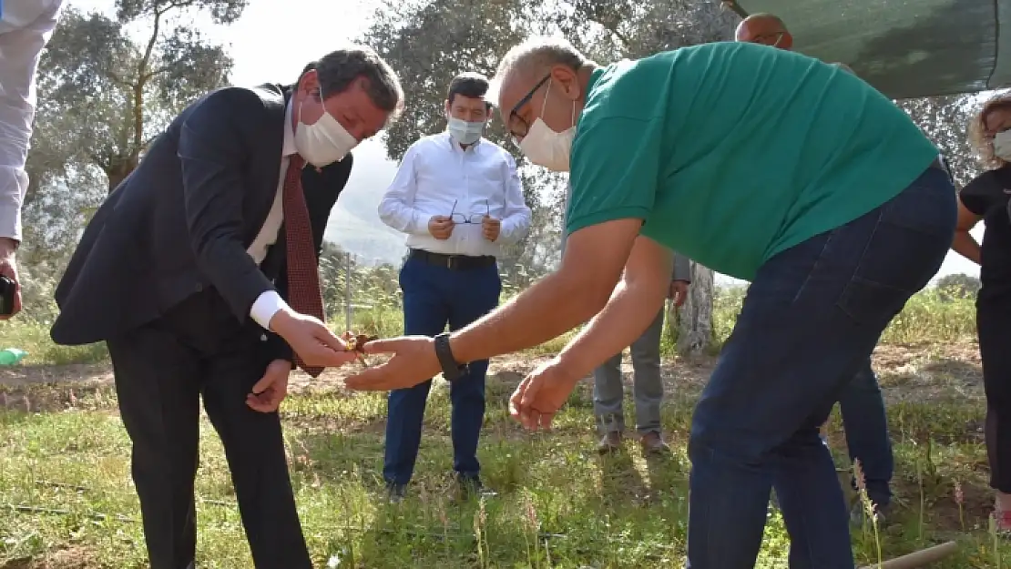 Vali Tavlı, Milas'ta tarım üreticilerini ziyaret etti