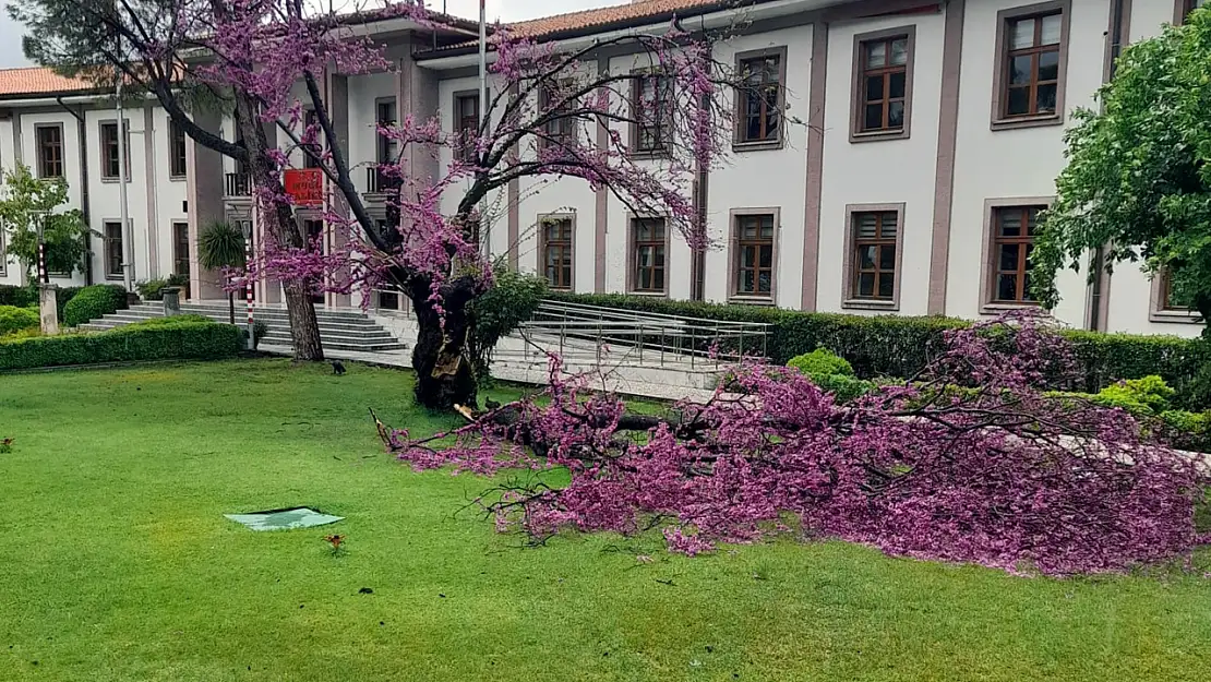 Valilik bahçesindeki Erguvan da fırtınaya yenik düştü